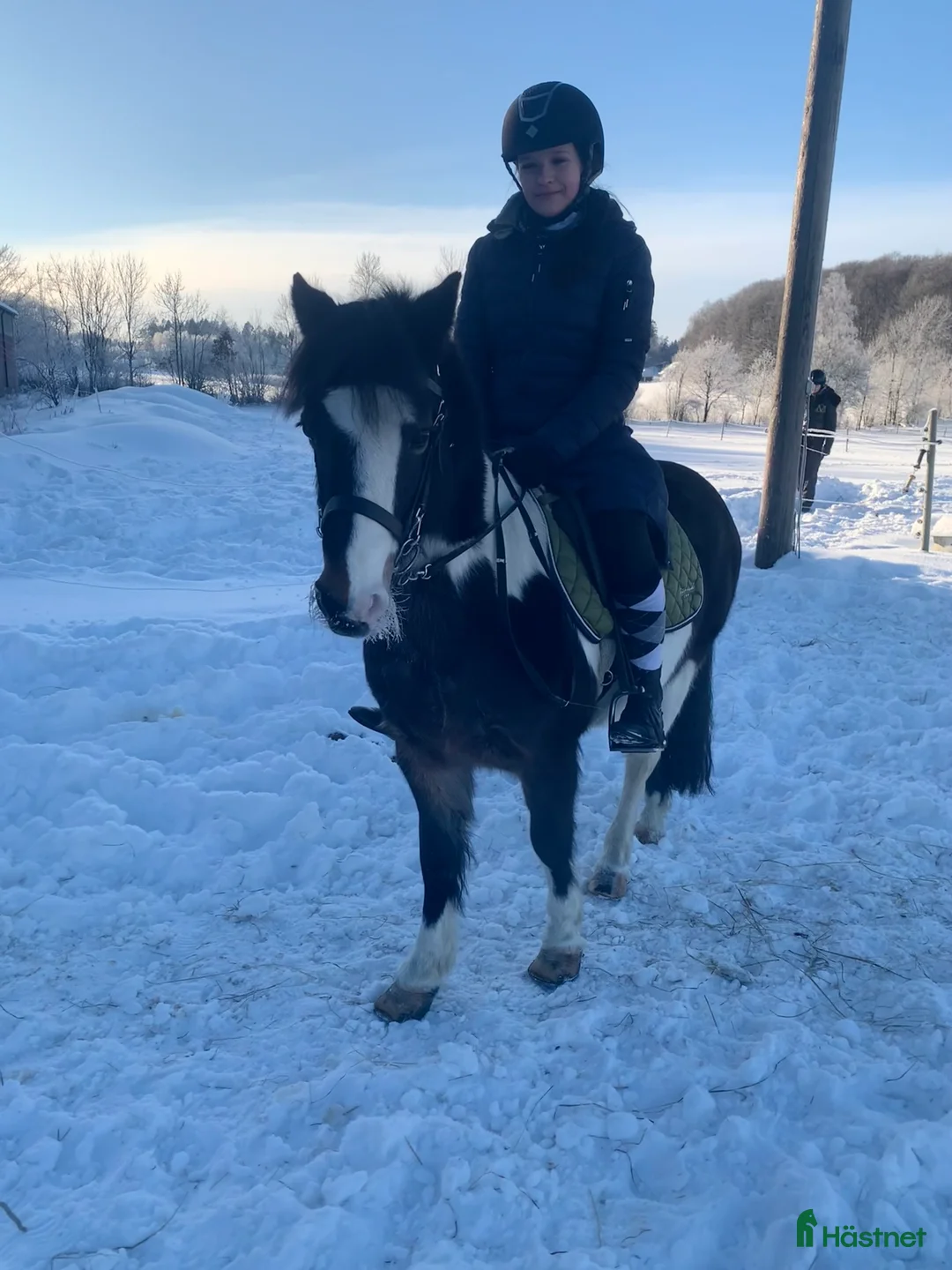 Allround hästar till salu: Lady söker hem med stort hjärta i Ytterby - Annons 1