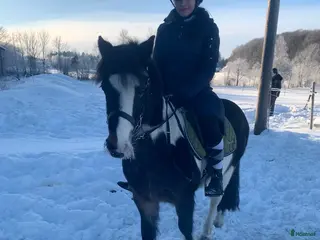 hästar Lady söker hem med stort hjärta i Ytterby - Annons 5