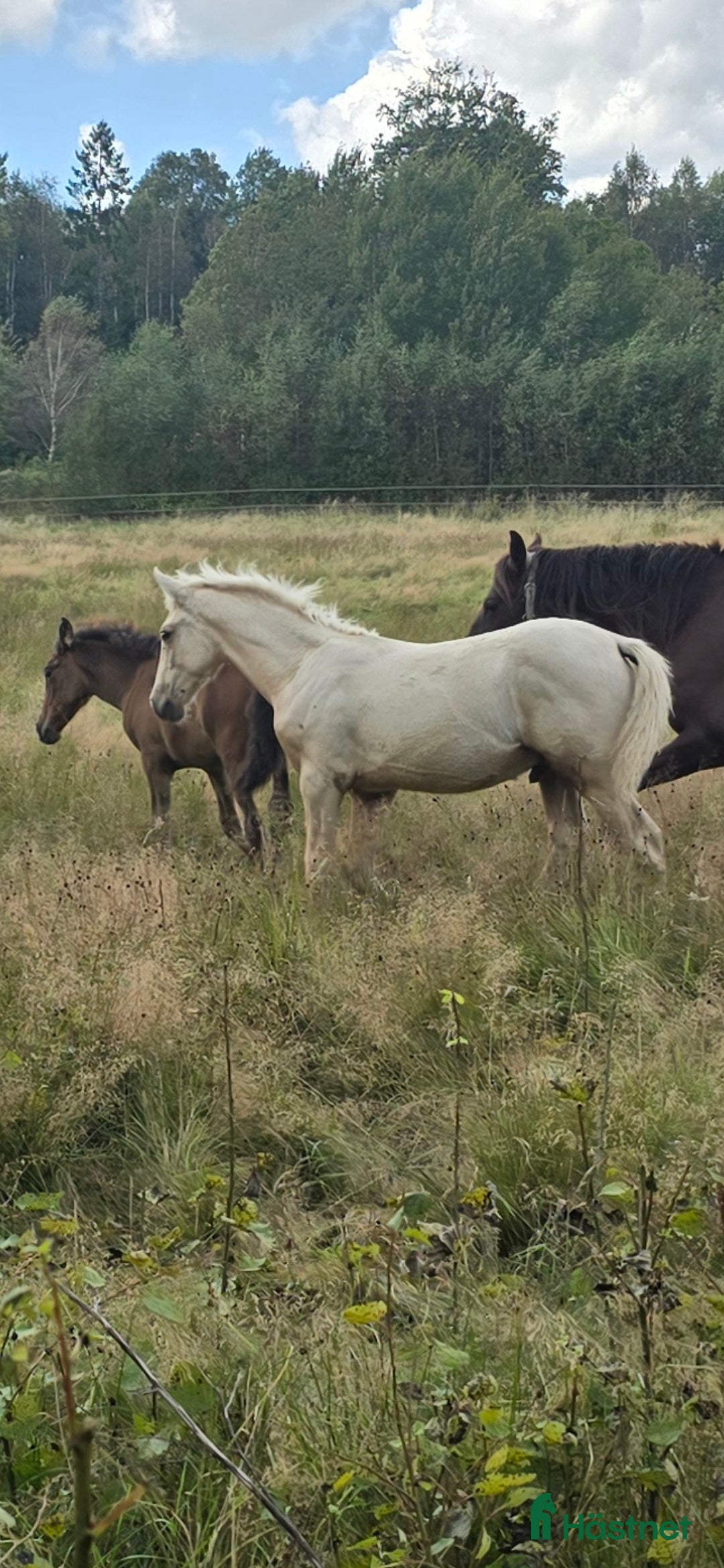Dressyr hästar till salu:  PRE kille för den kräsna 💙 Palomino. Passa på i Veddige - Annons 24
