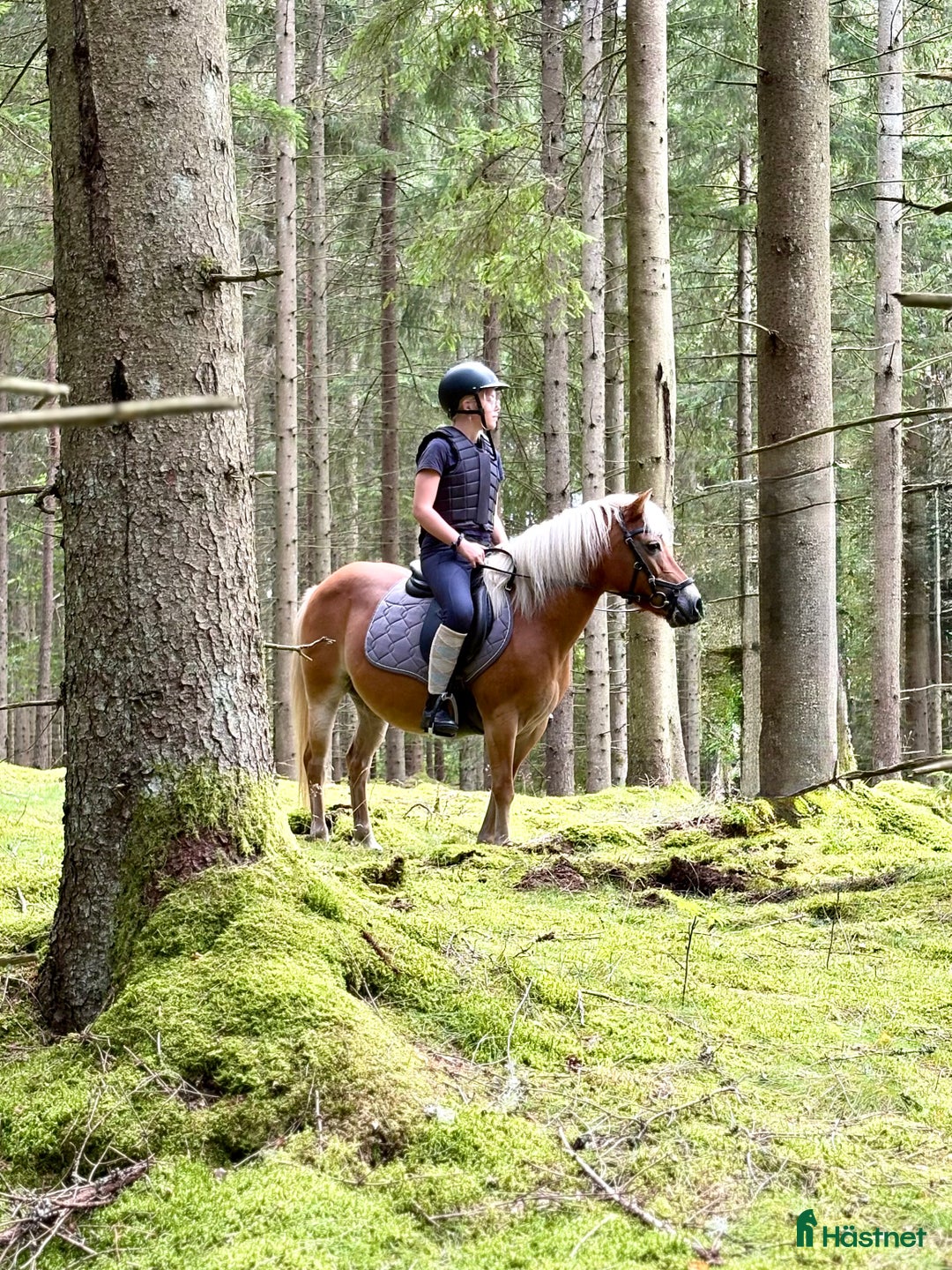 Allround hästar till salu: Sockersöt ponny med stor personlighet i Markaryd - Annons 3