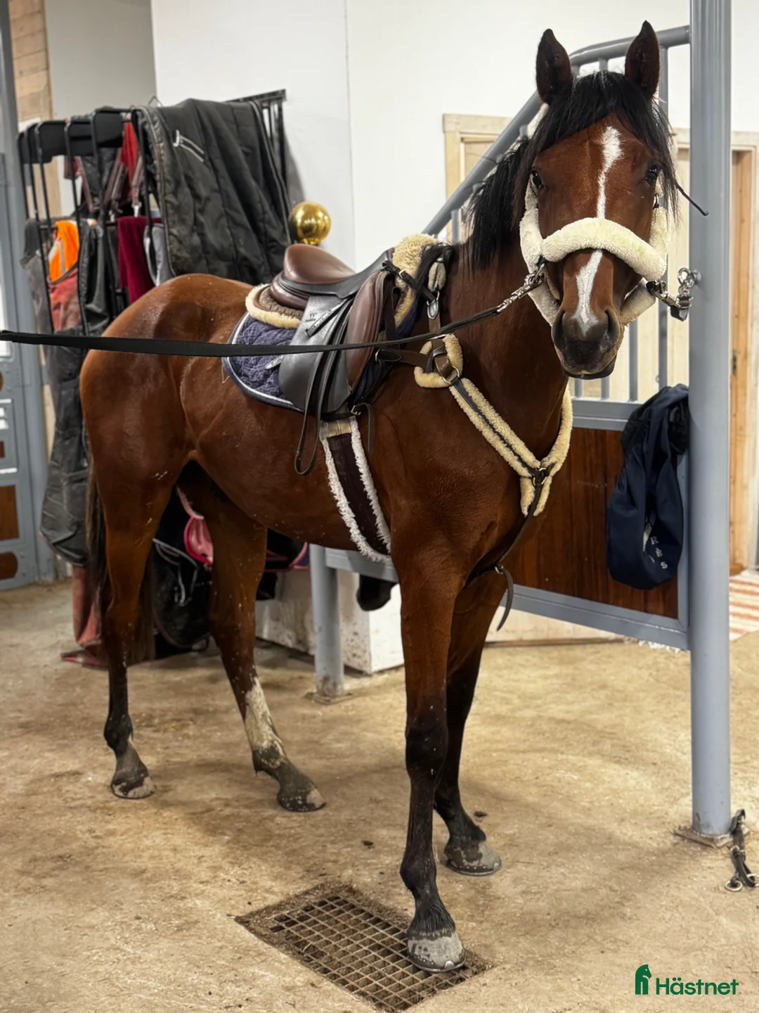 Hoppning hästar till salu: Storhoppande kille för satsande ryttare  - Annons 2