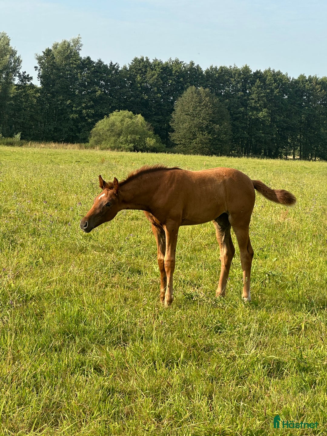 Dressyr hästar till salu: Toppstammat stoföl  - Annons 5