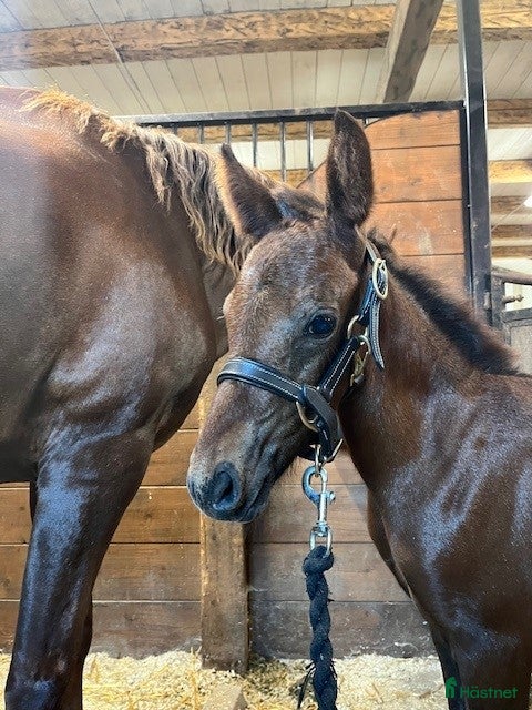  hästar Charmigt Connemara Stoföl i Svenljunga - Annons 12