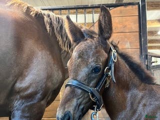 hästar Charmigt Connemara Stoföl i Svenljunga - Annons 23