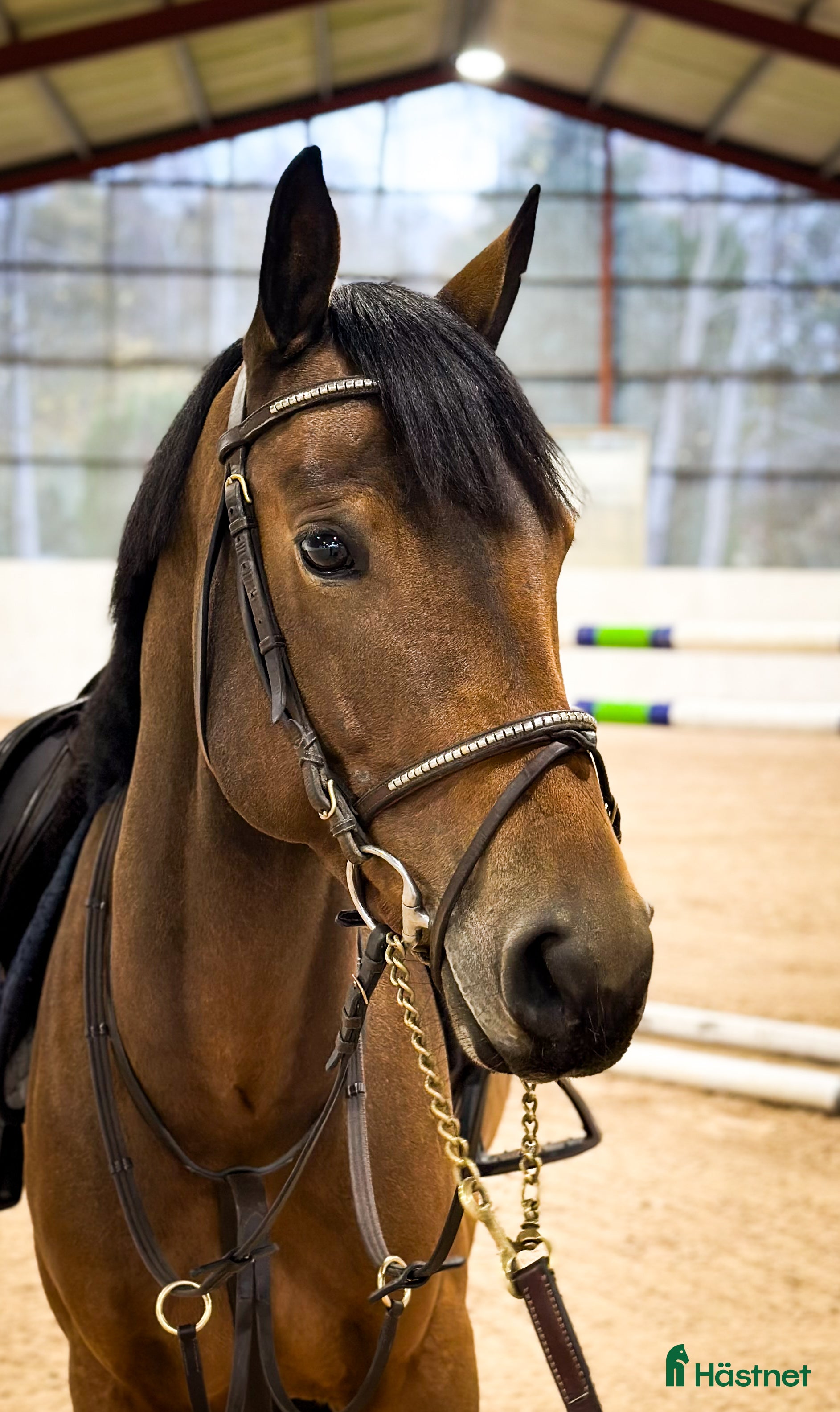  hästar Talangfull ungponny i Kungsängen - Annons 2