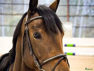 hästar Talangfull ungponny i Kungsängen - Annons 6