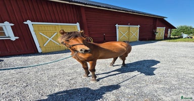  hästar i Nälden - Annons 6