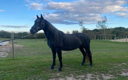 Allround hästar till salu: Manfager valack med ett hjärta av guld  i Skurup - Annons 6