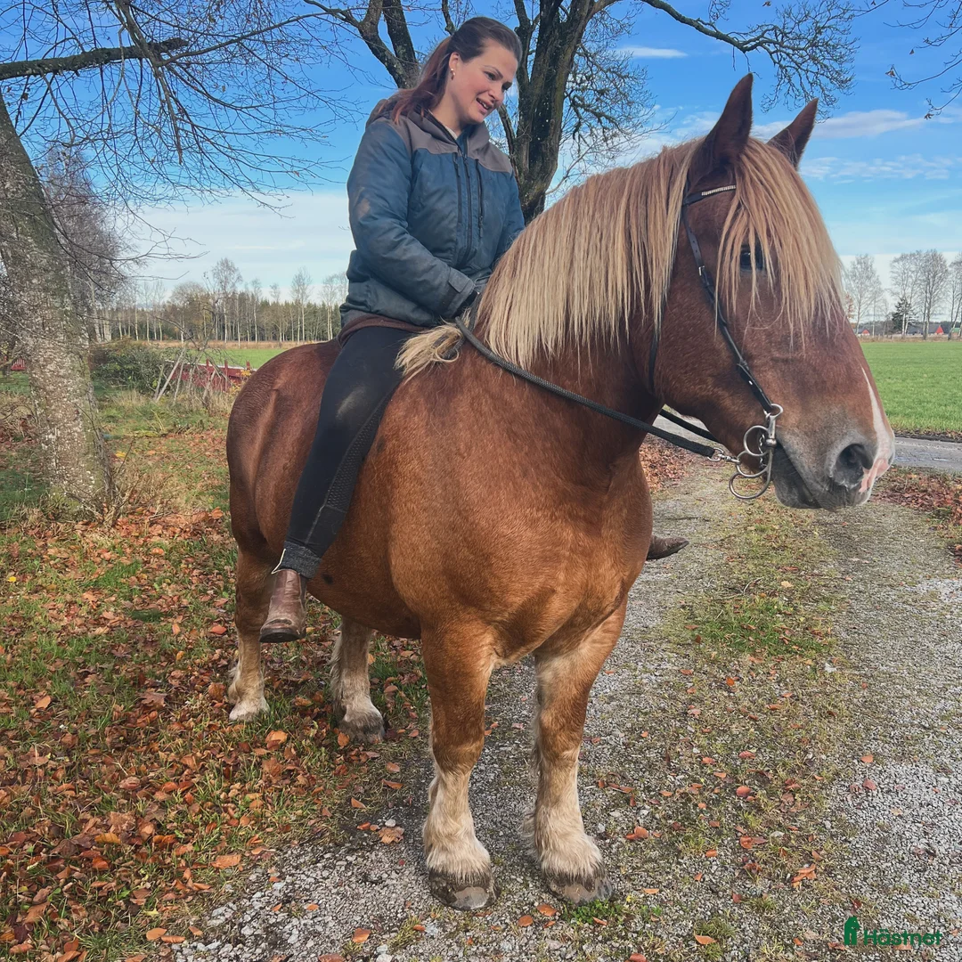 Körning hästar till salu: Ardenner och Russ - Annons 2
