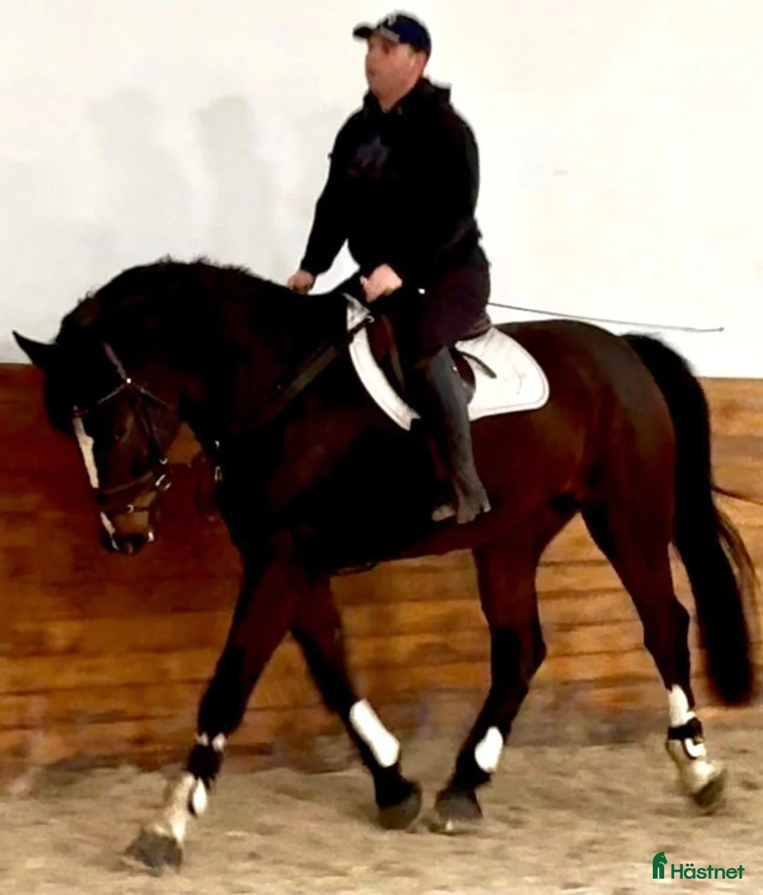Allround hästar till salu: 7-Year-Old Bay Gelding – Polish Warmblood i Stockholm - Annons 2