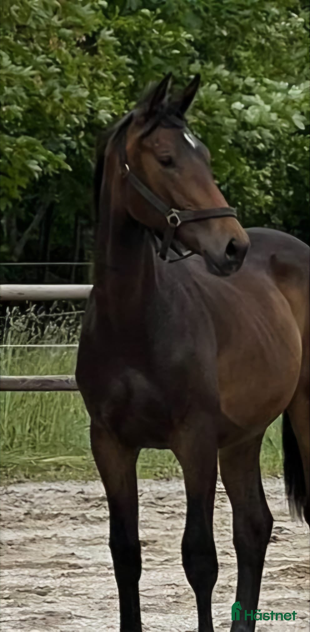  hästar Dressurhest med kvalitet  - Annons 2