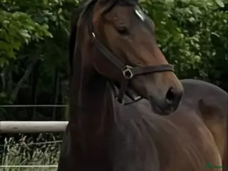 hästar Dressurhest med kvalitet - Annons 2