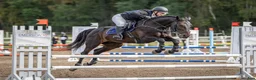Allround hästar till salu: Snygg tränings och tävlingskompis  - Annons 6