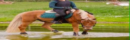 Allround hästar till salu: En fantastiskt trygg tävlingsponny - Annons 3