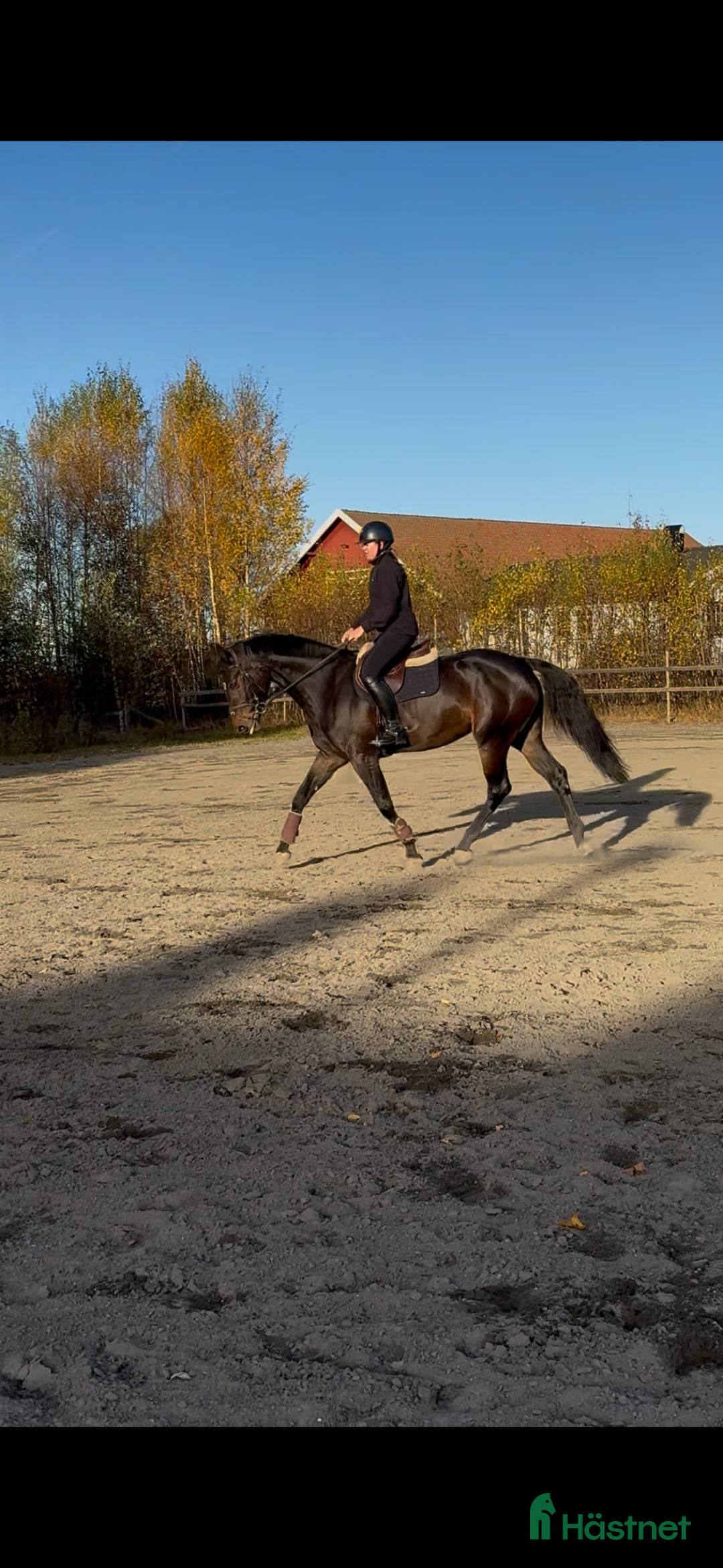 Hoppning hästar till salu: Fantastisk hoppe med mye ubrukt potensiale  i Gjerdrum - Annons 2