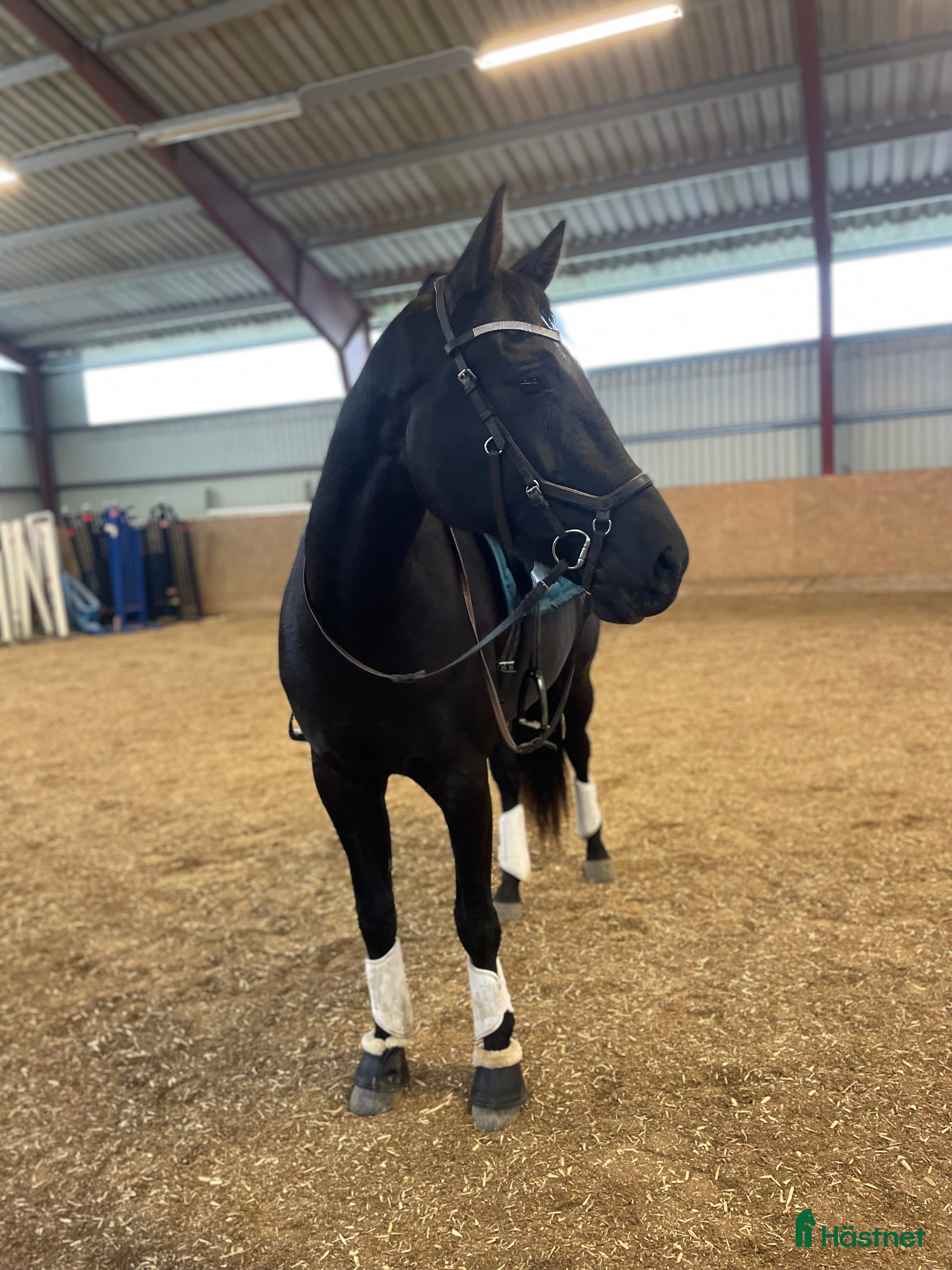  hästar Tuff brud i lyxförpackning - Annons 10