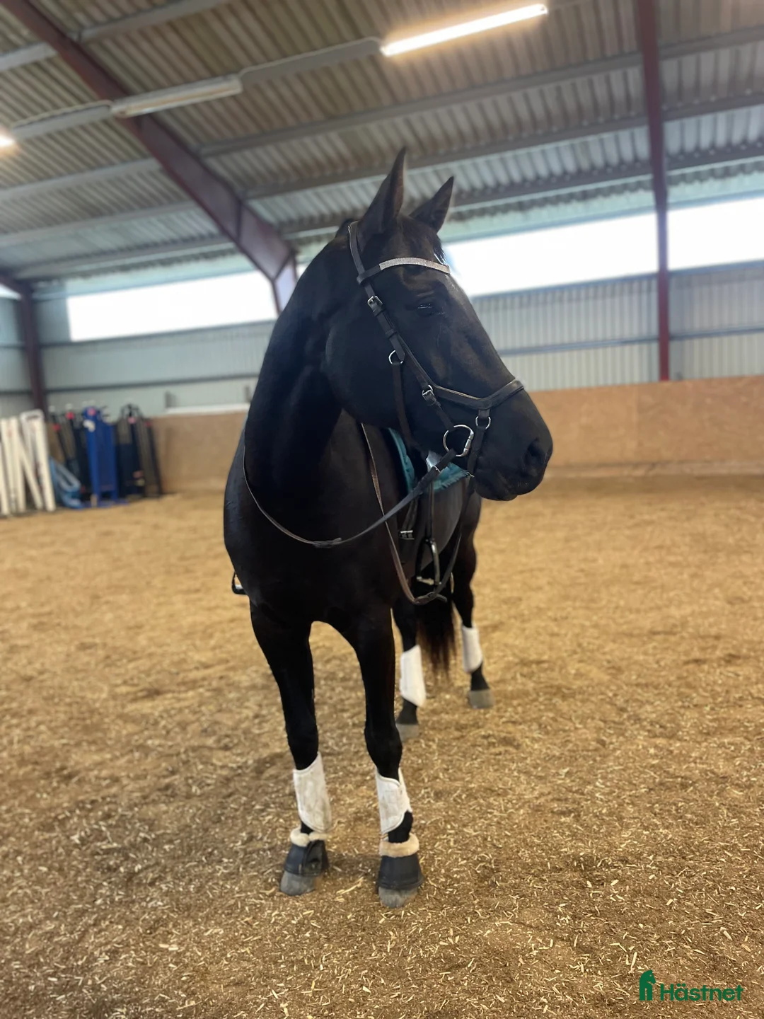 Dressyr hästar till salu: Tuff brud i lyxförpackning - Annons 1