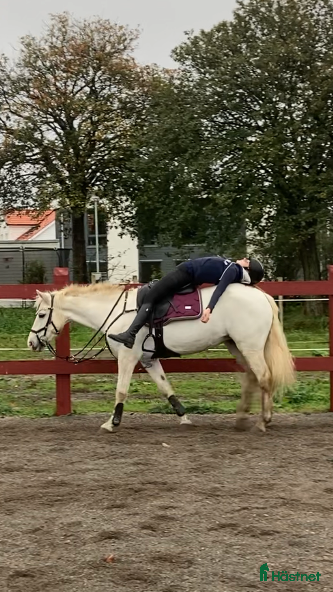Allround hästar till salu: Underbart snäll och personlig ponny i Helsingborg i Helsingborg - Annons 2
