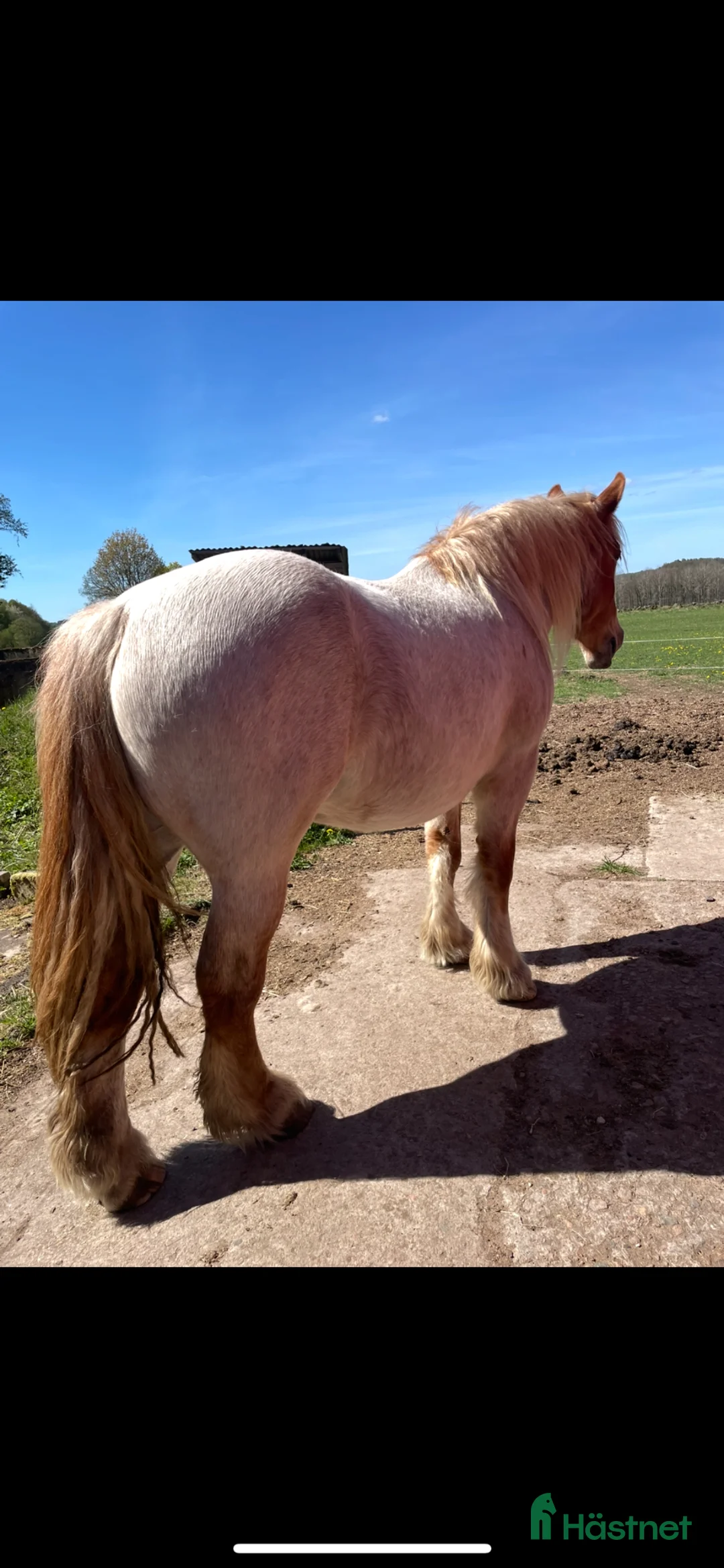 Körning hästar till salu: 3 årigt rödskimmel sto - Annons 2