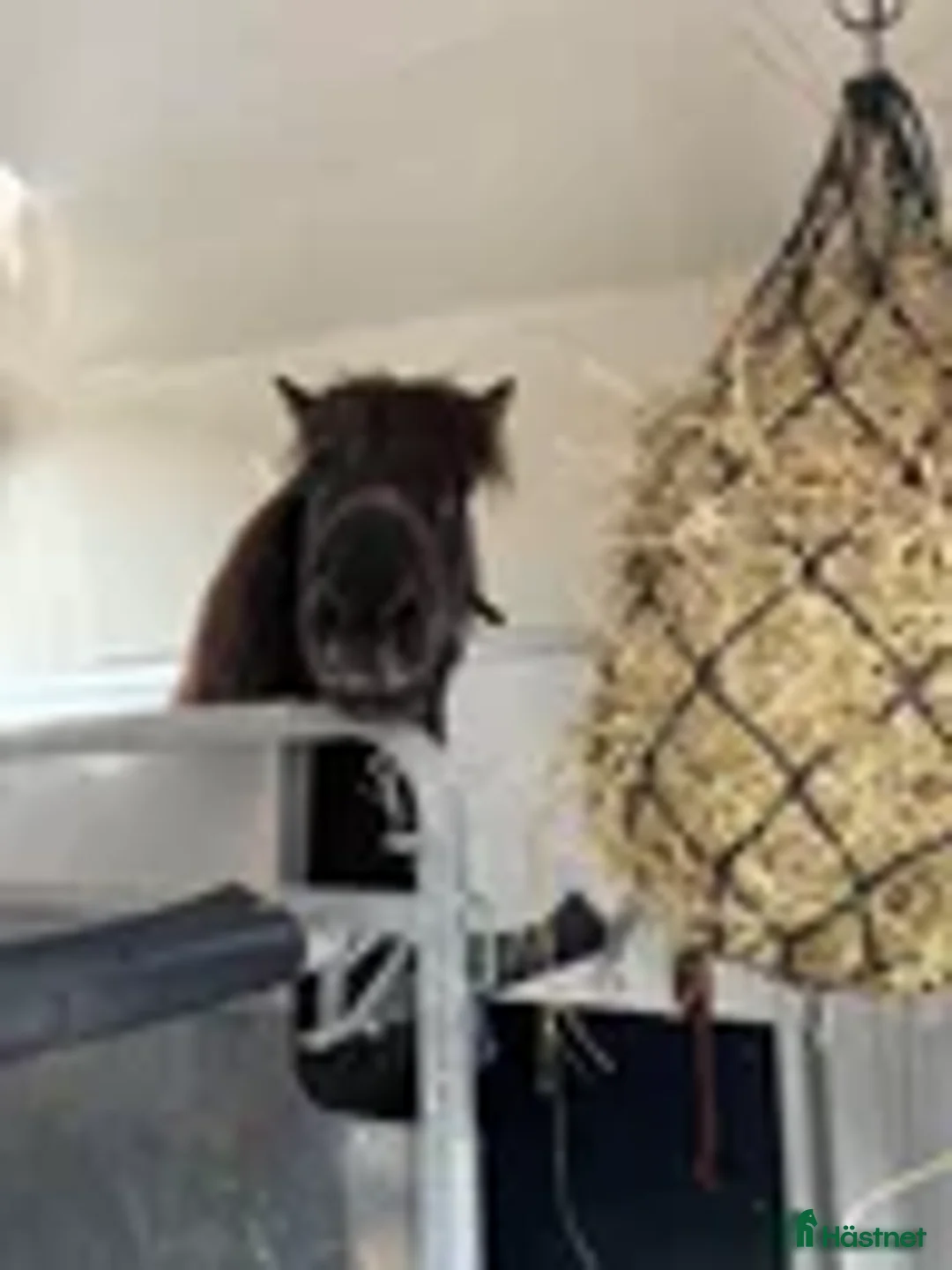 Island hästar till salu: Snäll och stabil valack i Vollsjö - Annons 3