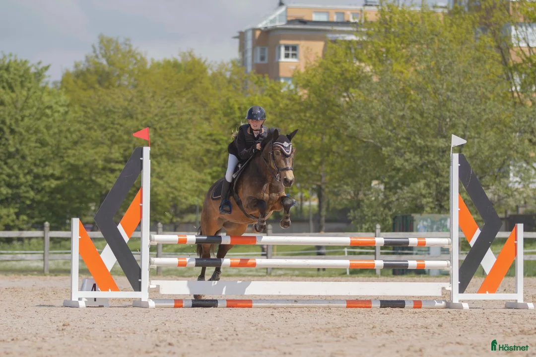 Allround hästar till salu: Fantastisk läromästare  - Annons 2