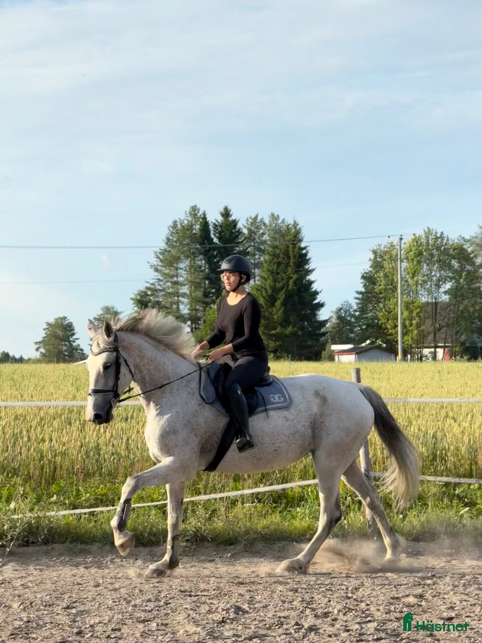 Allround hästar till salu: En bästa vän - Annons 1