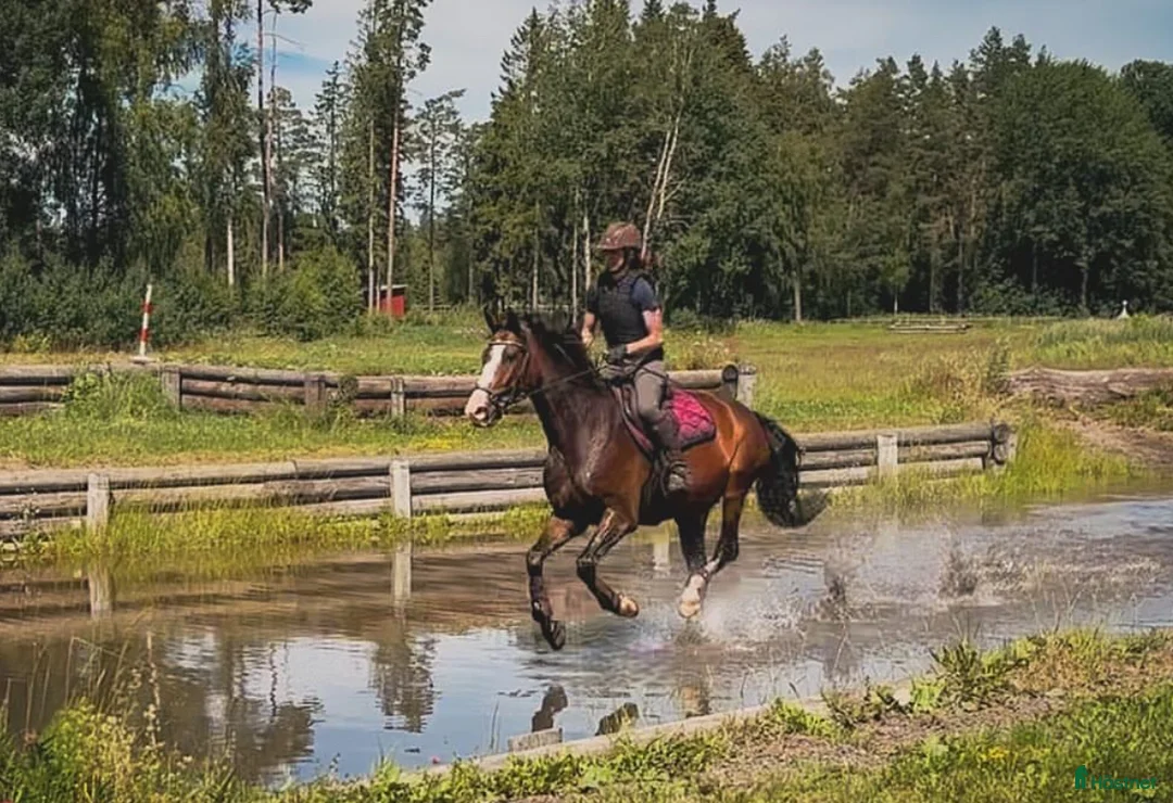  medryttarhäst finnes: Erfaren medryttare till häftig Swb hopp/dressyr i Västerhaninge - Annons 6