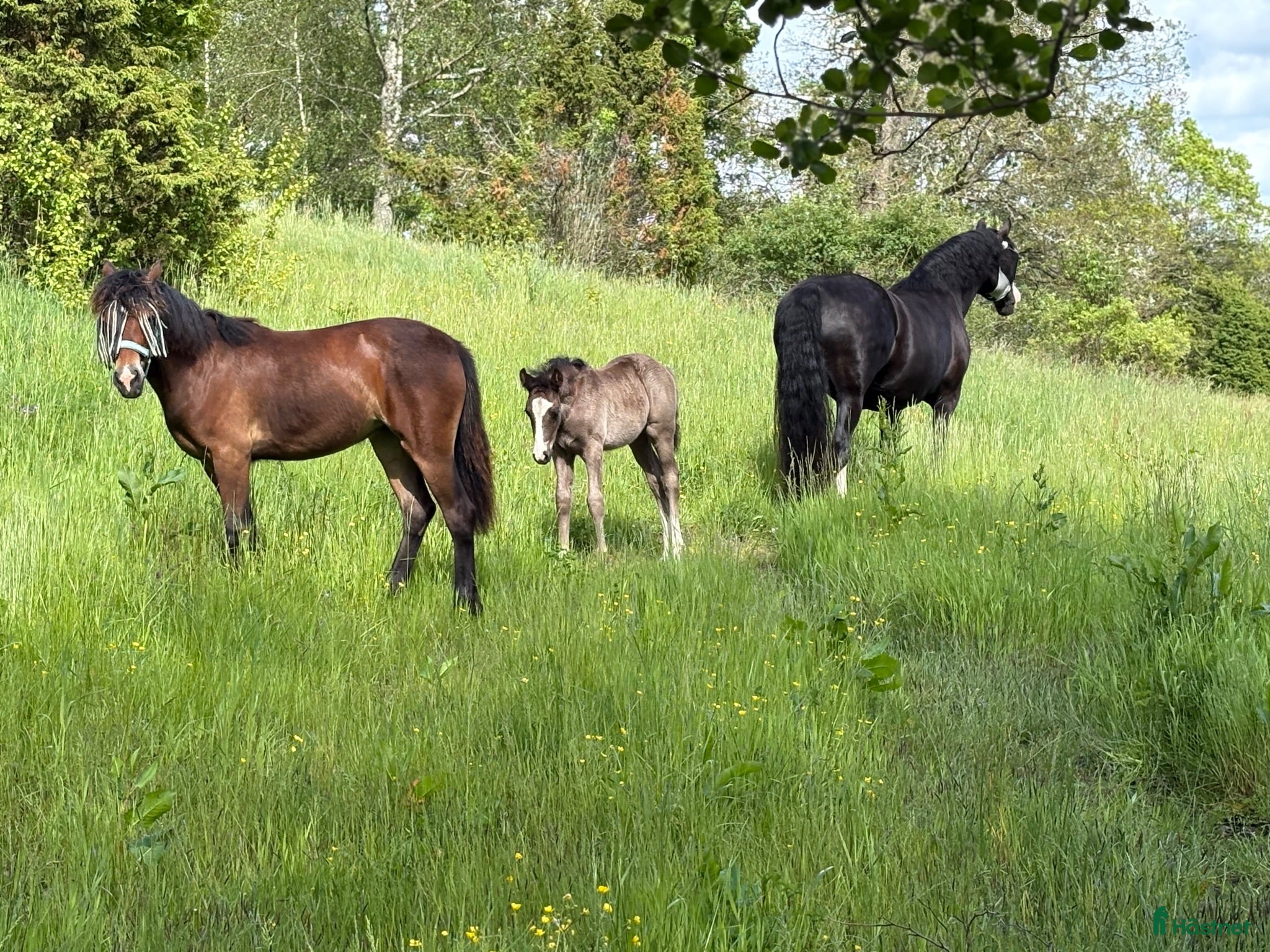  hästar Trygg ridhäst sökes - Annons 2