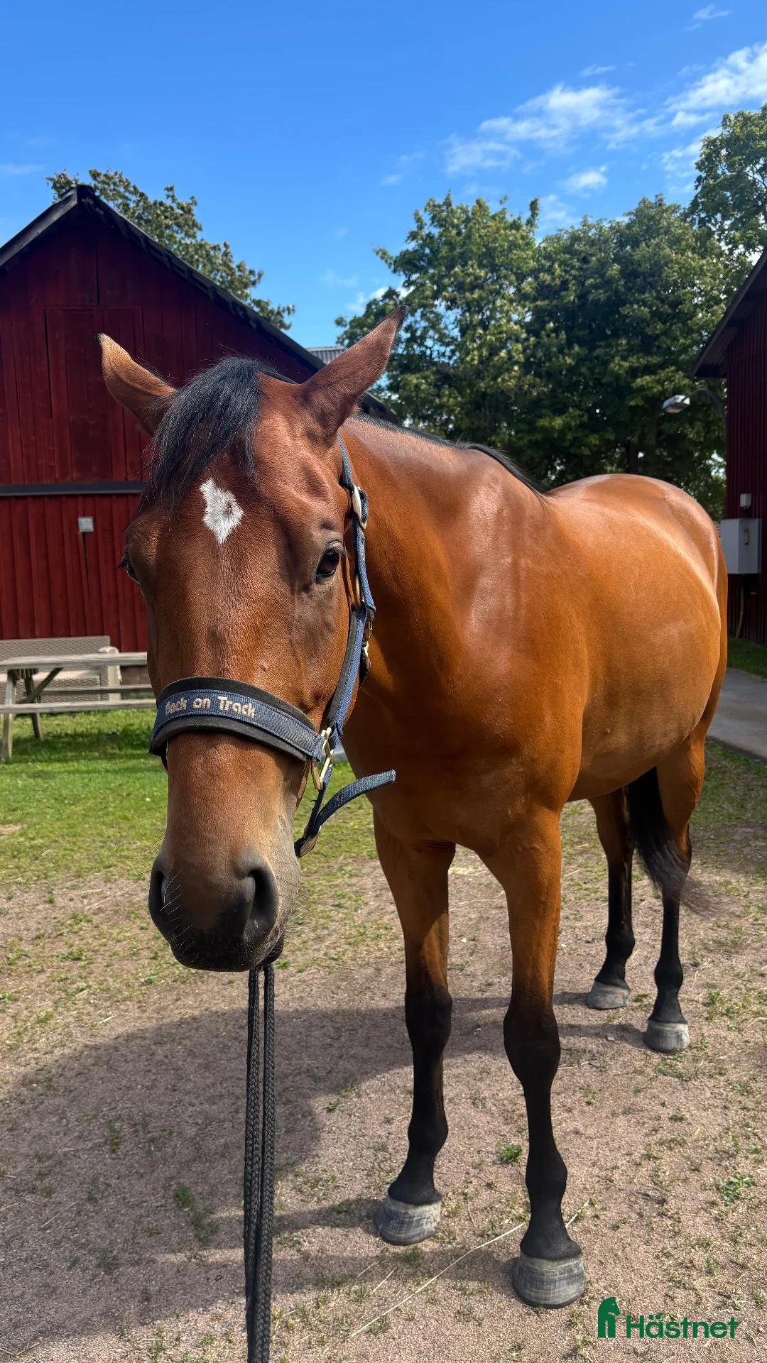 Allround hästar till salu: Fälttävlans ämne! - Annons 2