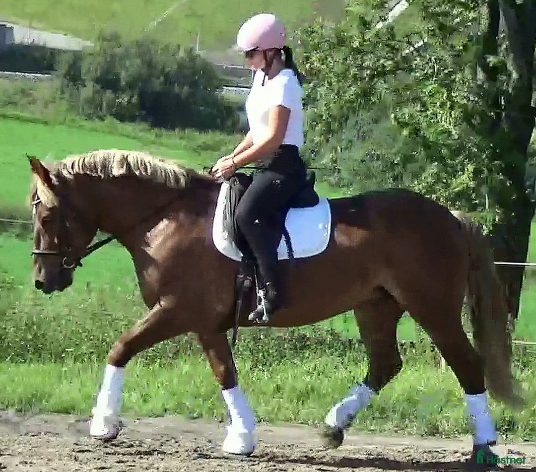 Allround hästar till salu: The best Mother & Daughter horse, dressage/jumping i Örsundsbro - Annons 9