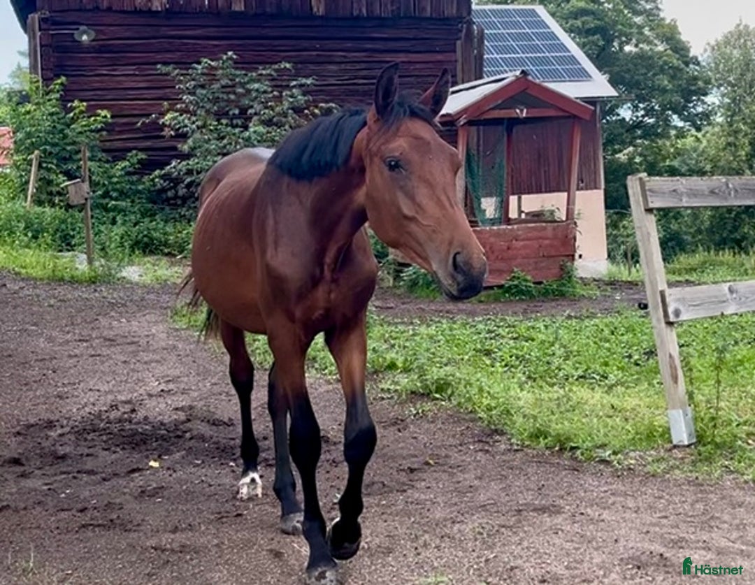 Dressyr hästar till salu: Dressyrstammad hingst 1,5år i Degerfors - Annons 4
