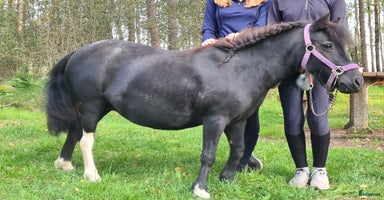  hästar Annatrix söker nytt hem i Bohus - Annons 10