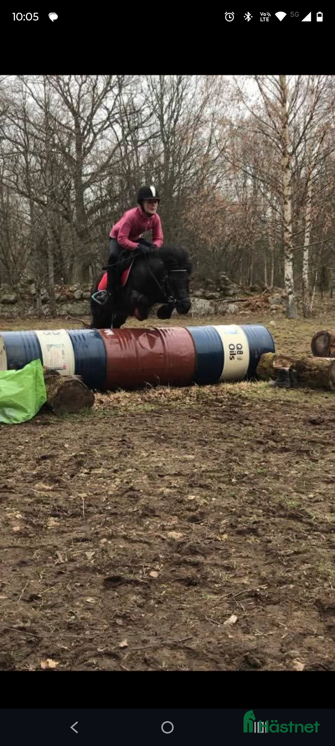 Allround hästar till salu: Underbar shetlandsponny  i Skara - Annons 2