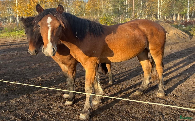  hästar i Sala - Annons 8