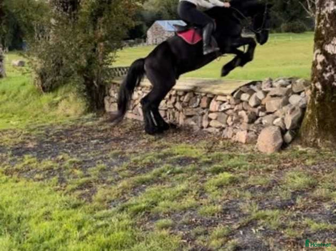 Hoppning hästar till salu: frieservalack i Fredriksberg - Annons 6