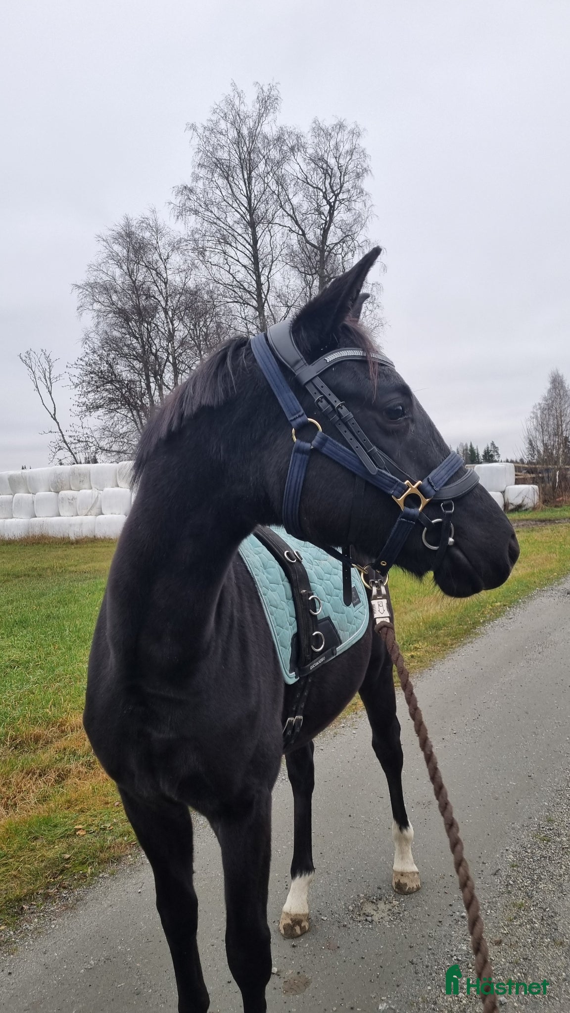  hästar Sort hoppe etter Kjento/Fürstenball - Annons 1