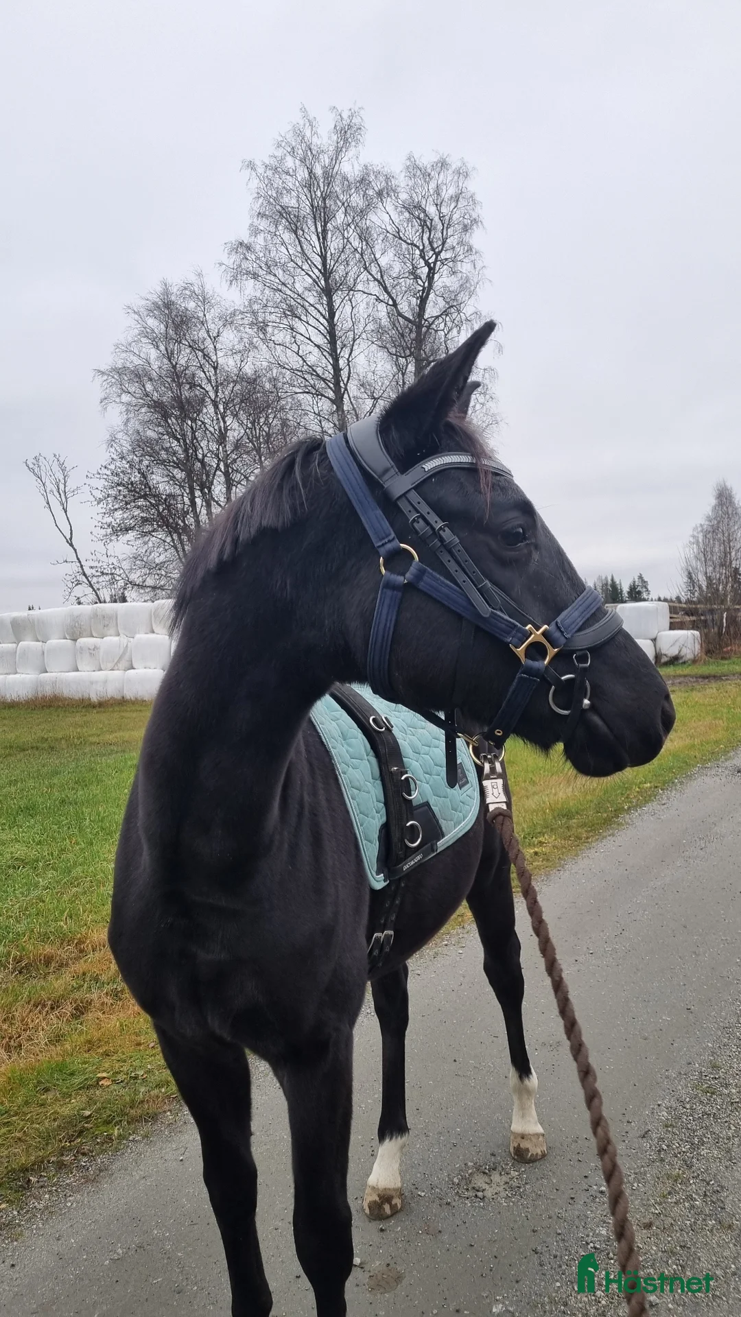 Dressyr hästar till salu: Sort hoppe etter Kjento/Fürstenball - Annons 1