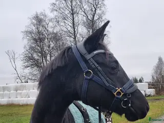 hästar Sort hoppe etter Kjento/Fürstenball - Annons 1