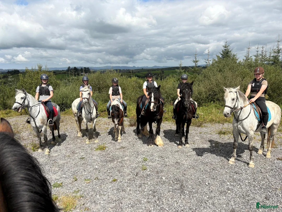 Dressyr hästar till salu: Equestrian holiday in Ireland  - Annons 12