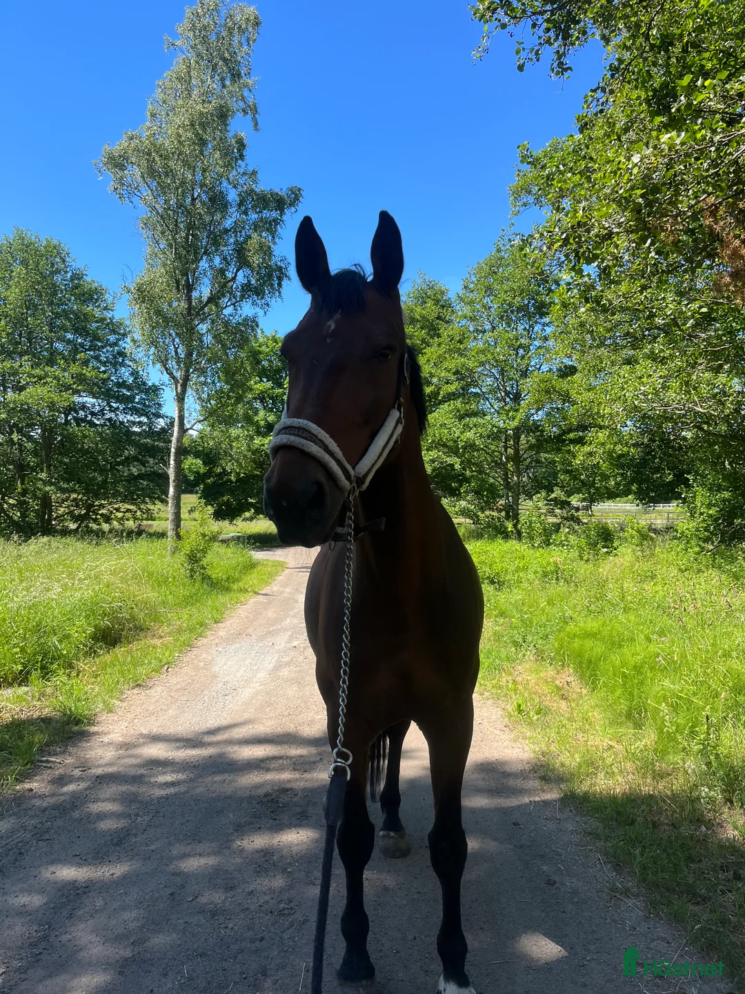 Allround hästar till salu: Läromästare i valfri gren⭐️ - Annons 2