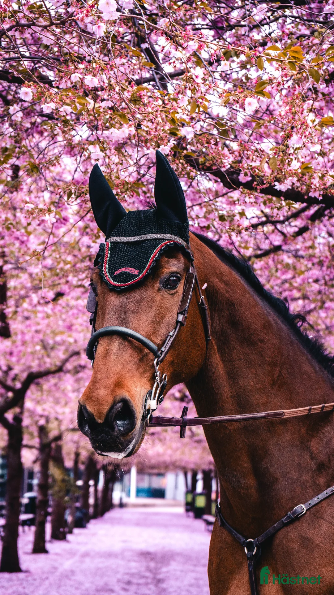 Hoppning hästar till salu: Fin hopphäst med stor kapacitet - Annons 2