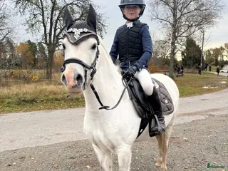 hästar Supersöt B-ponny till verksamhet/tävling - Annons 8