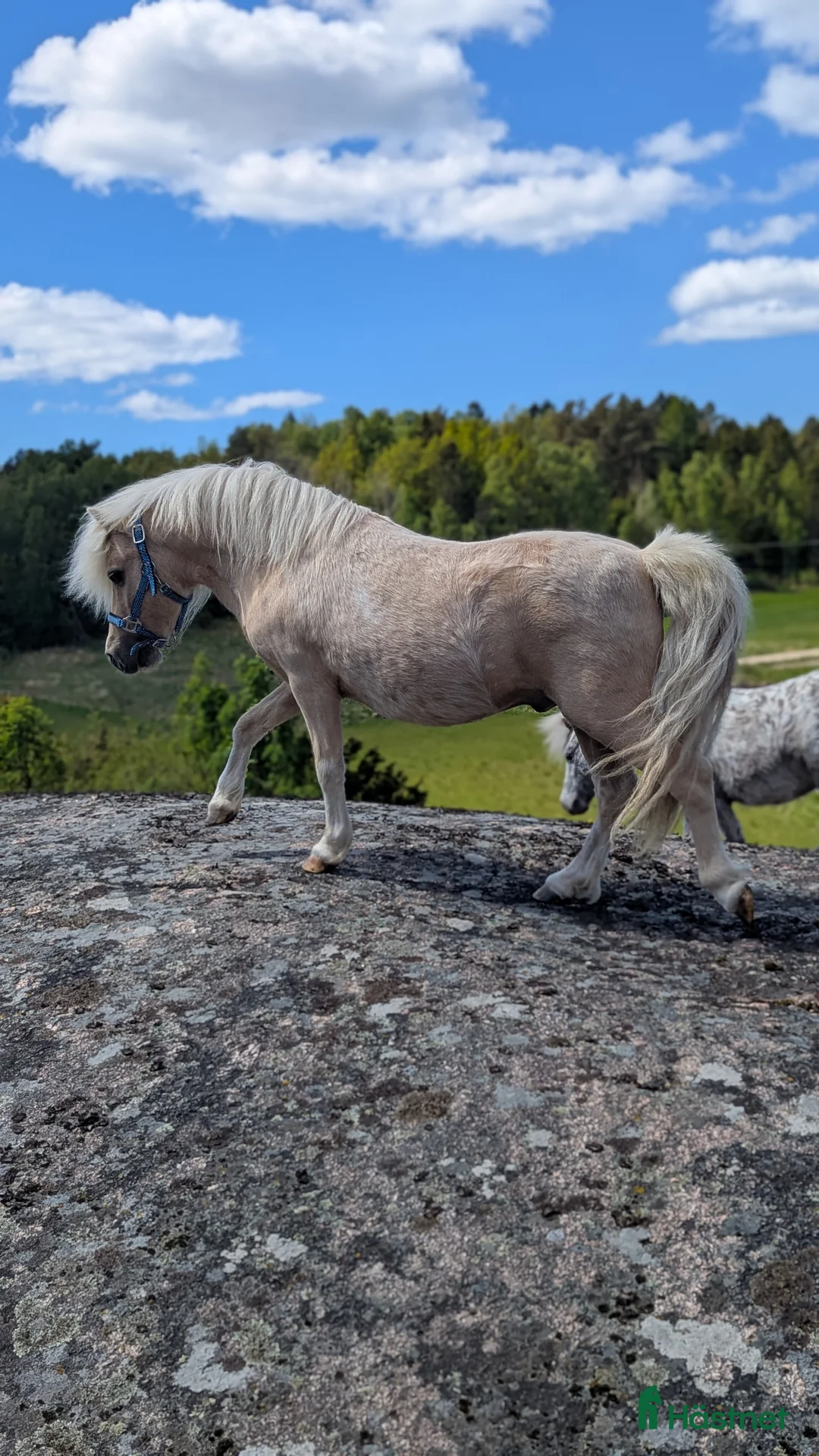Sällskap hästar till salu: Amerikansk Miniatyr  - Annons 1
