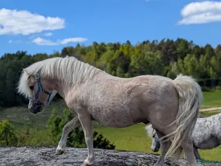 hästar Amerikansk Miniatyr - Annons 1