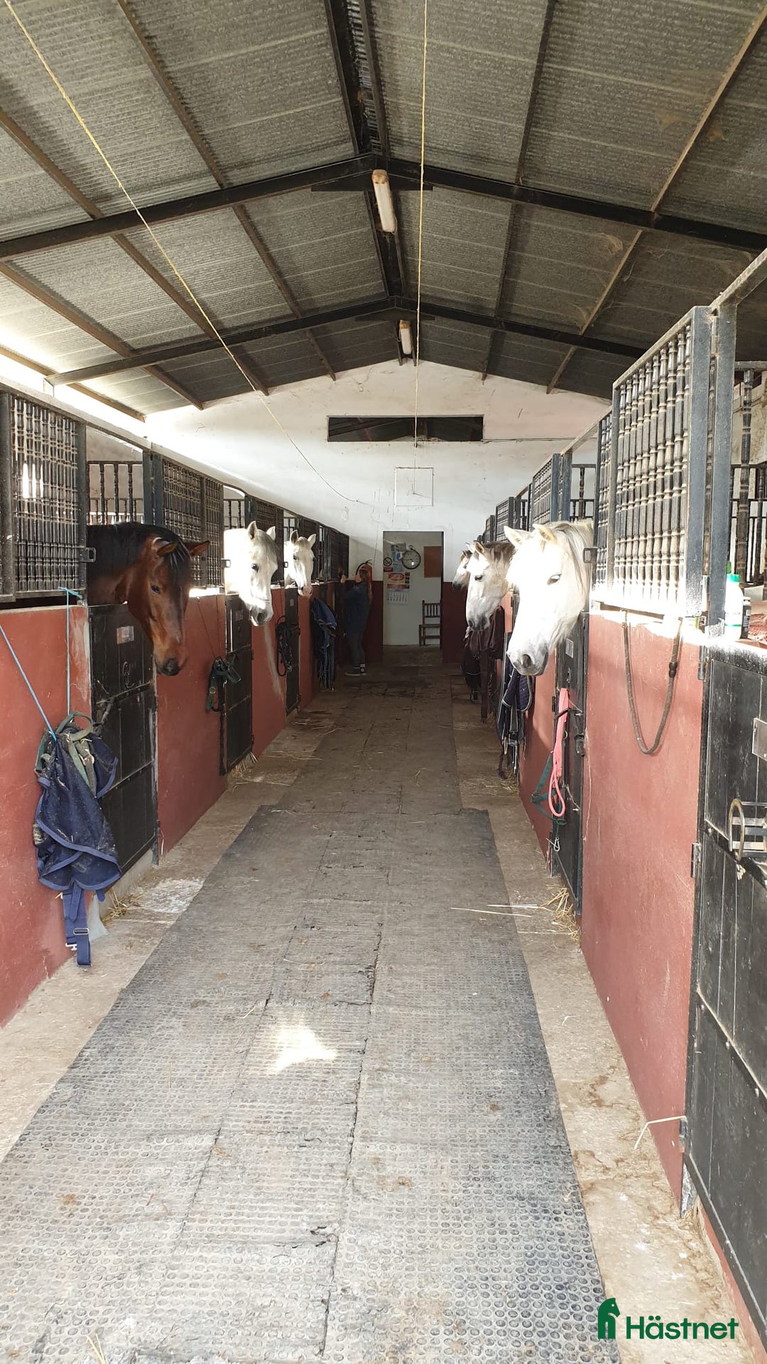 Hoppning hästar till salu: Kom ner till oss I Spanien och titta på häst! - Annons 3