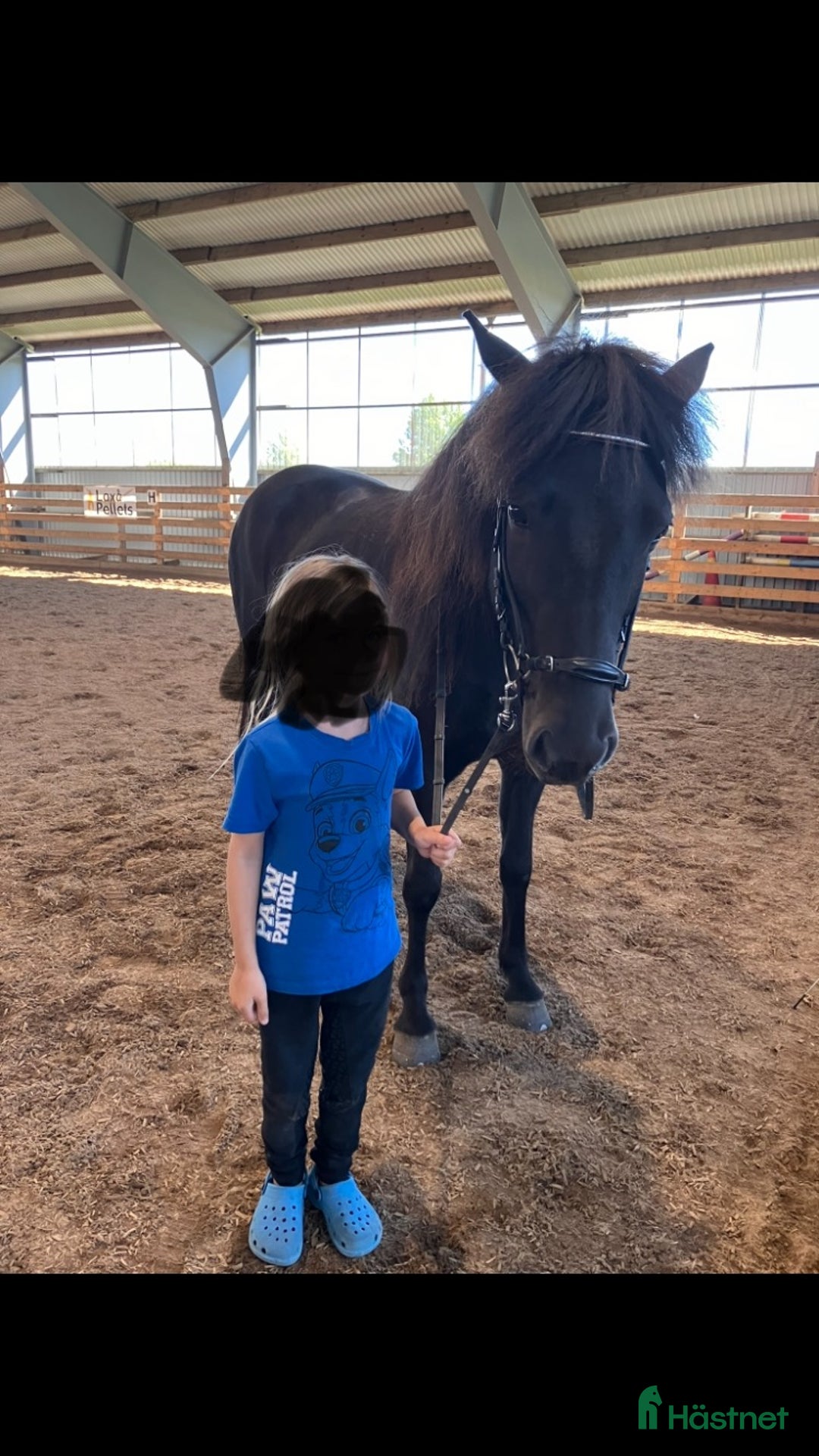 Island hästar till salu: Sto född 2020 i Karlskoga - Annons 2