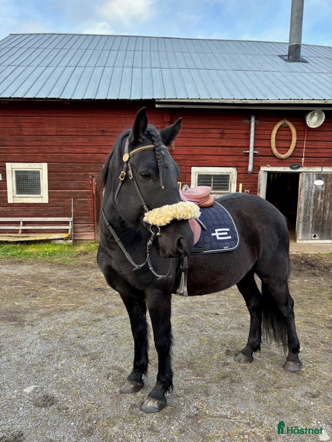 Allround hästar till salu: D-PONNYVAL. i Strömsund - Annons 1