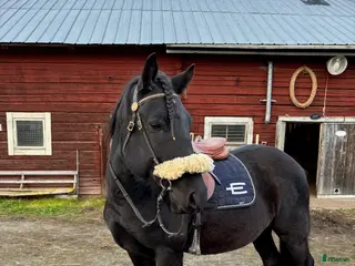 hästar D-PONNYVAL. - Annons 20