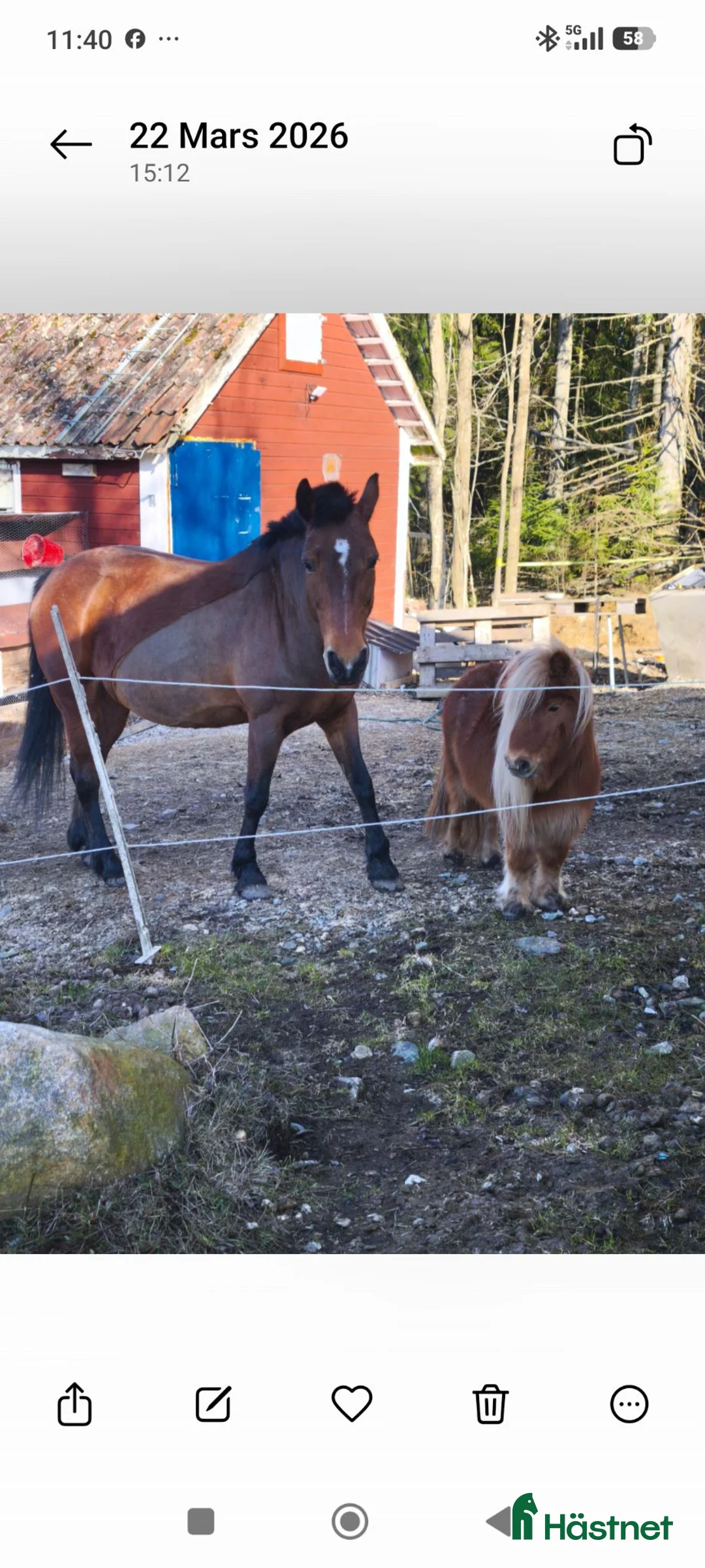 Sällskap hästar till salu: Världens snällaste sto för Lättare hobby ridning  - Annons 1