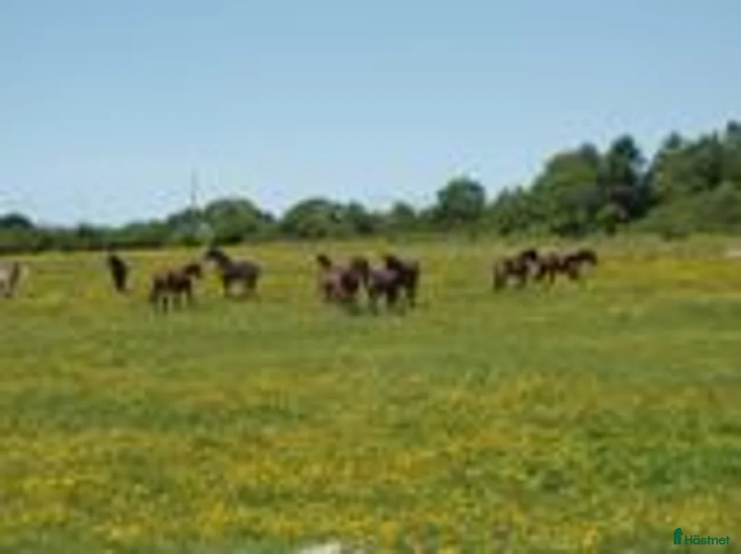  hästservice finnes: HINGSTBETE SOMMARBETE i Svalöv - Annons 1